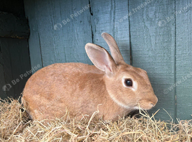 Rabbit for sale in Sheffield