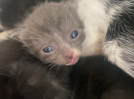 Beautiful litter of kittens
