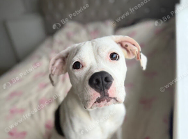 Female American bulldog