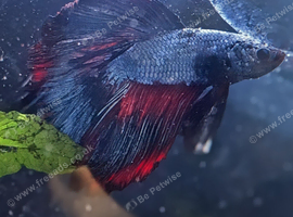 Betta Males and females available