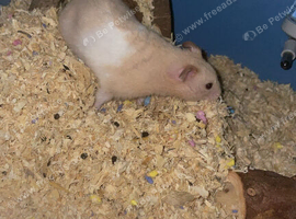Syrian part albino hamster