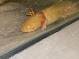 Axolotl girl and tank