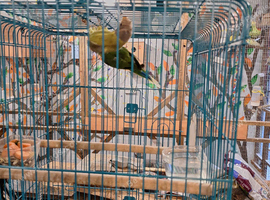 Pair of Plumhead parakeets