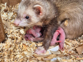 5 Beautiful Ferret Kits Mixed