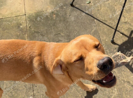 Amazing and lovable Labrador boy