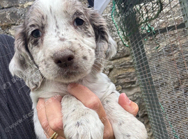 Cocker Spaniel Puppies