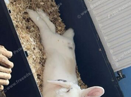 Female rabbit
