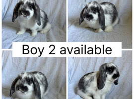 *2 LEFT* Beautiful boy mini lops READY NOW