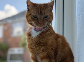 2 year old Sox Female