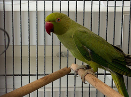 Ringneck parrot
