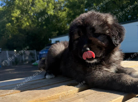 3 stunning Caucasian puppies for sale 1 girl 2 boys left