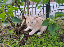 2 Maine Coon Cross Ginger Kittens