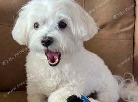 Maltese Female 2years old
