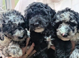 Beautiful litter of poodle puppies 2 boys and 2 girls available
