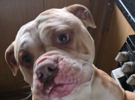 Olde english bulldog