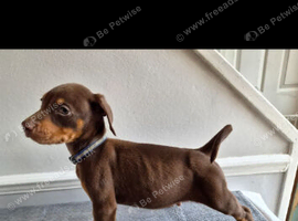 Doberman pups