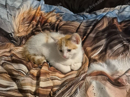 Male kitten