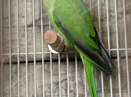Ringneck Male&Female
