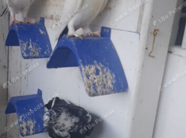 Fancy pigeons for sale