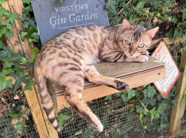 Male seal mink snow bengal
