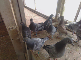 Top class racing pigeons for sale