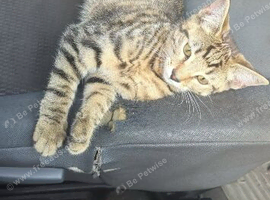 Tabby kitten