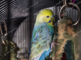 4-6 months old budgies, 2 year old male cocktail