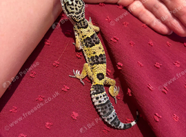 Baby gecko