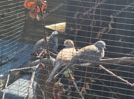 Diamond doves, 2 x grey
