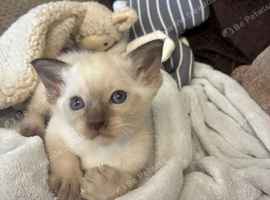 Beautiful Siamese kitten