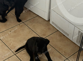 Gorgeous Black Lab Puppies