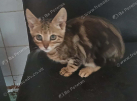 stunning black n gold marbled boy Ready now