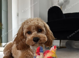 Cavapoo STUD