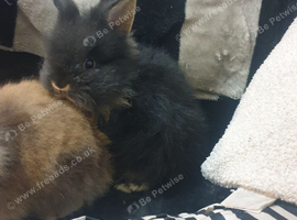 Last 2 lionhead rabbits for sale