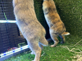 Bunnies for sale now!