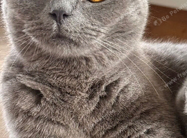 Cherry ️