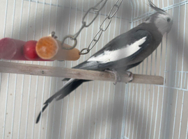 Grey male cockatiel