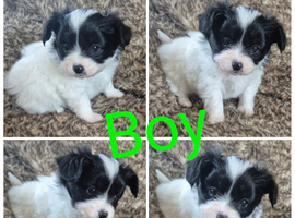 Papillion puppies