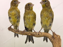 x5 Reza canary&rsquo;s this year