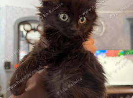 Maine coon x ragdoll kittens 4 available