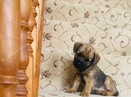 KC registered high quality Border Terriers