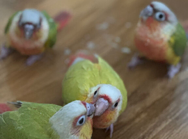 Tamed Baby Suncheek Conures