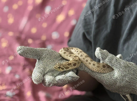Pair of Hognoses Conda het albino