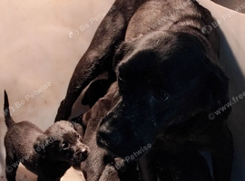 Lovely black Labrador puppies