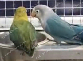 Young Lovebirds Available