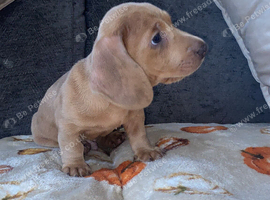 Dachshund Isabella dapple boy