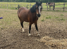 11.2hh 6yr mate