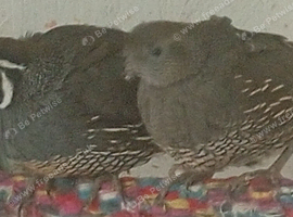California quail young pair