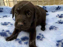 **9 STUNNING KC REGISTERED LABRADOR PUPPIES\!**