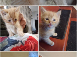 Ginger kittens